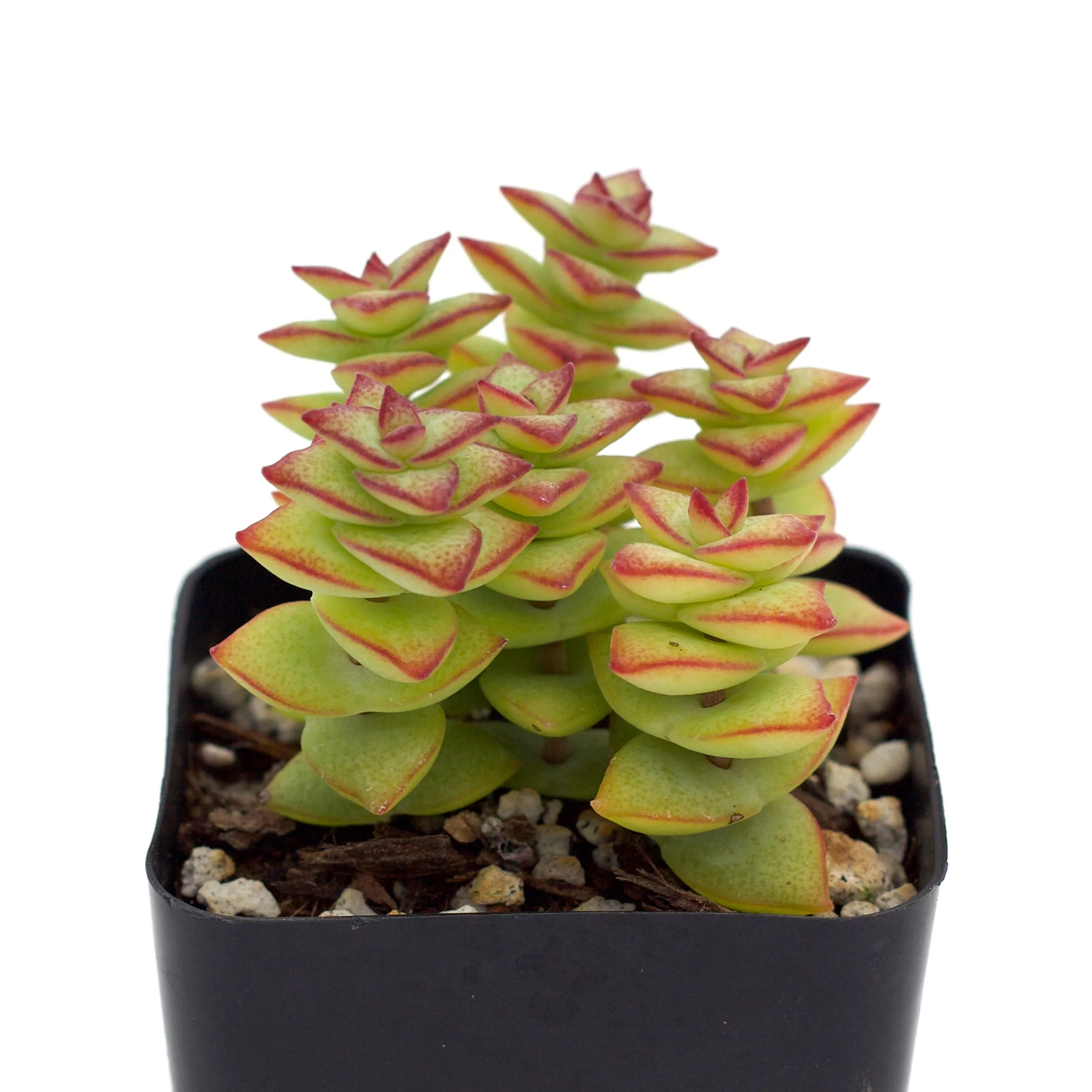 Crassula perforata 'String of Buttons'