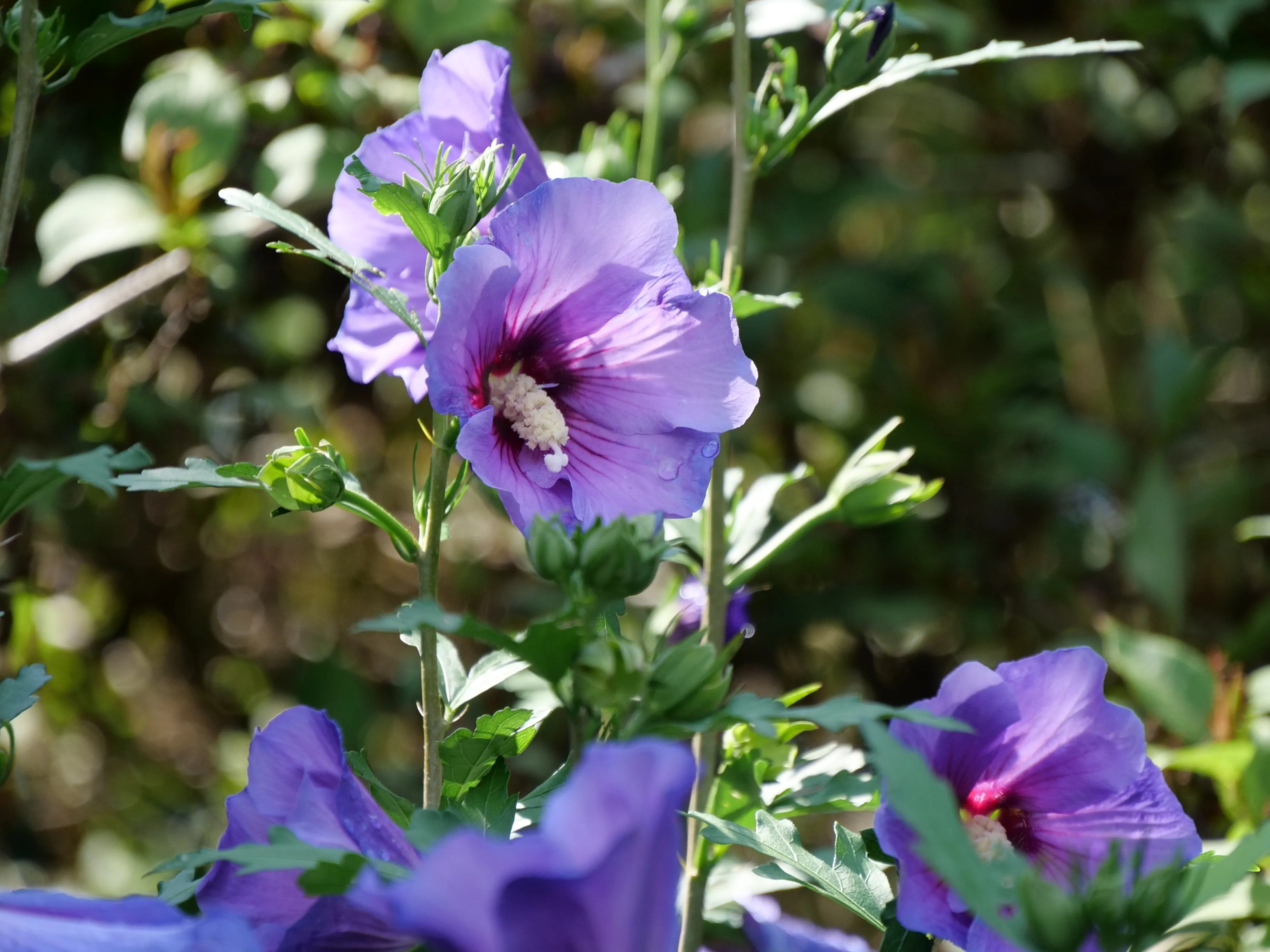 Paraplu Violet® Rose of Sharon