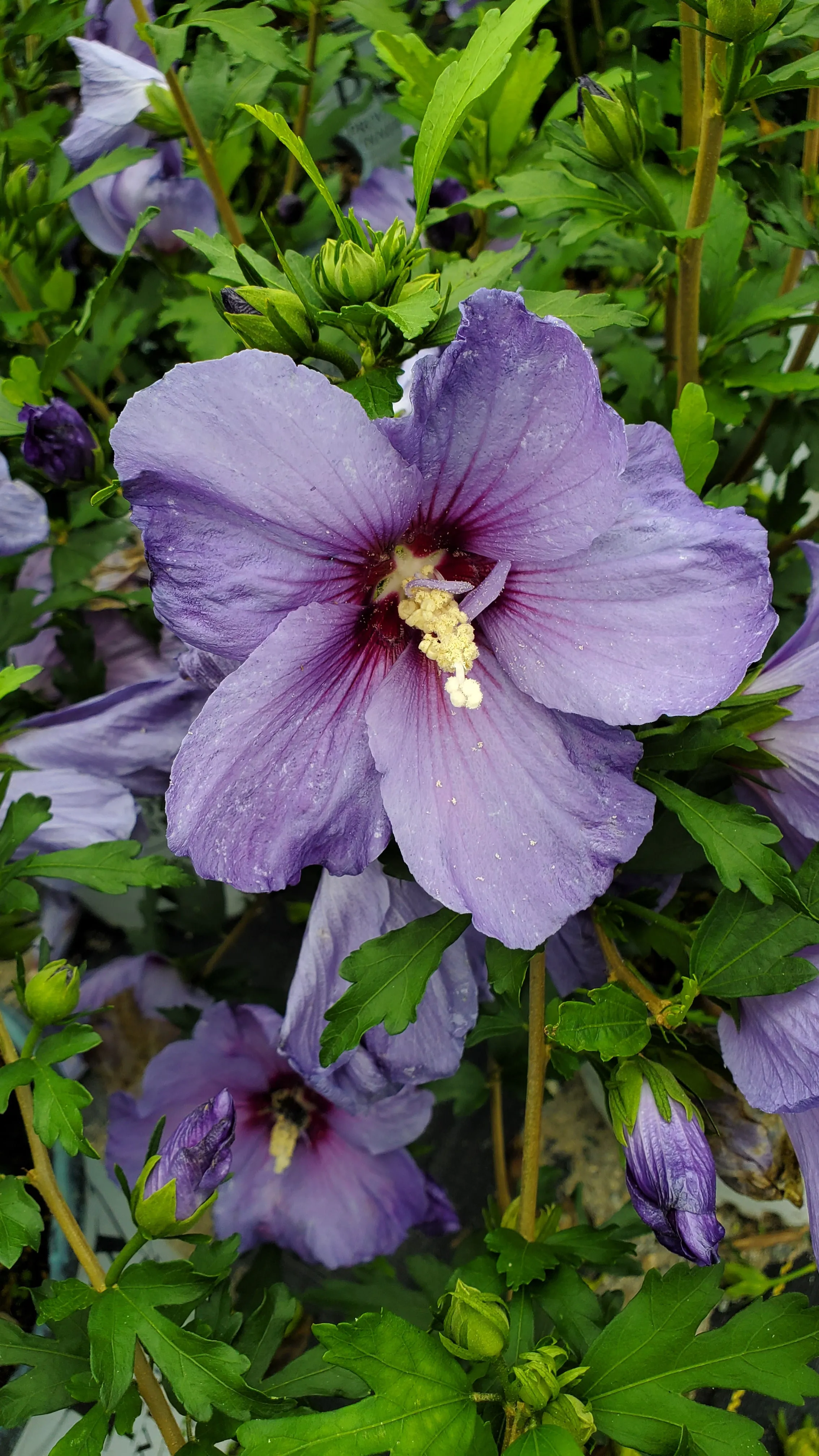 Paraplu Violet® Rose of Sharon