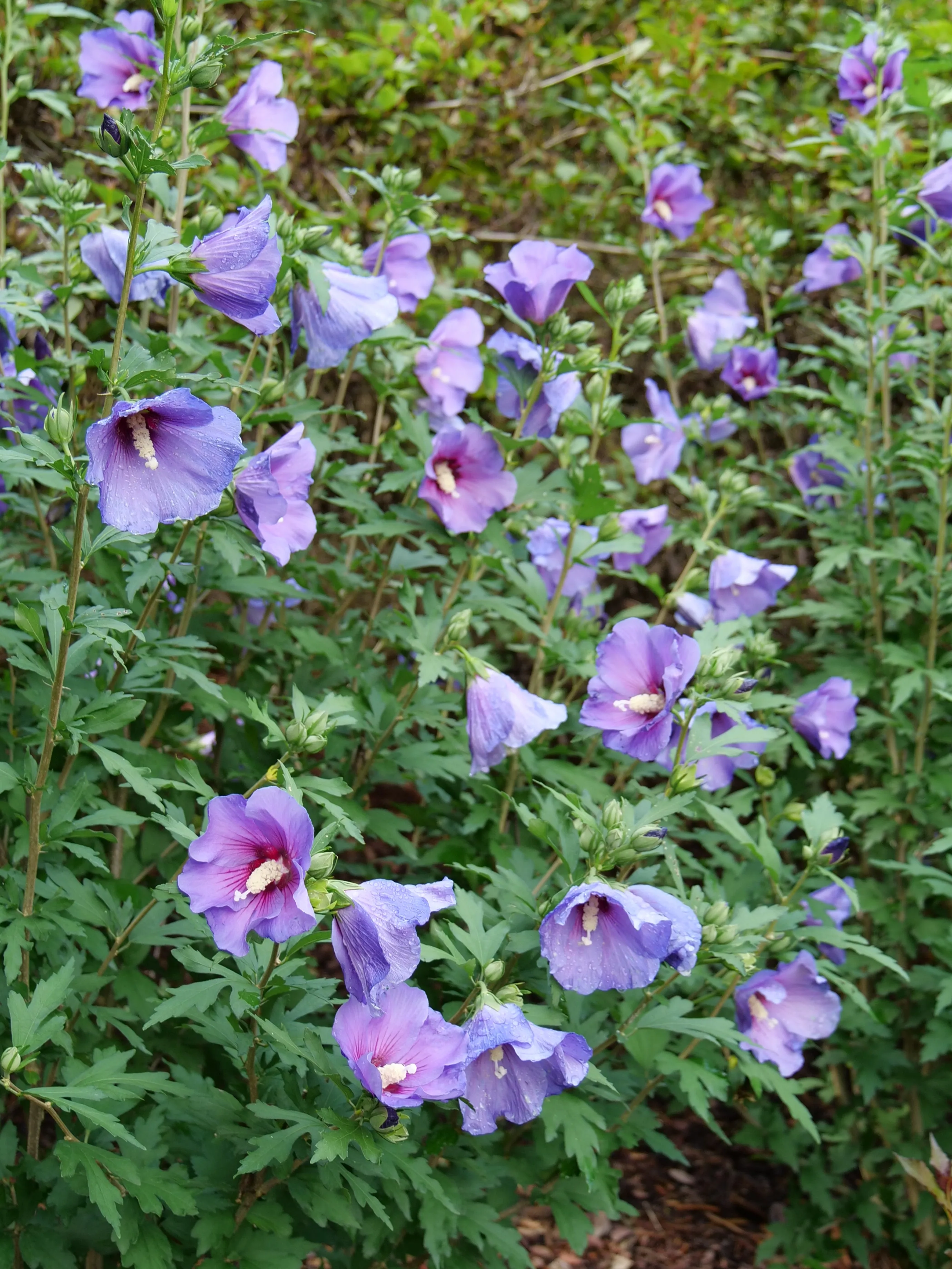 Paraplu Violet® Rose of Sharon