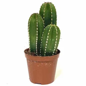 Stunning Pearl Line Cactus | Add a Touch of Desert Beauty to Your Home